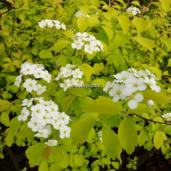 Spiraea vanhouttei Aurea