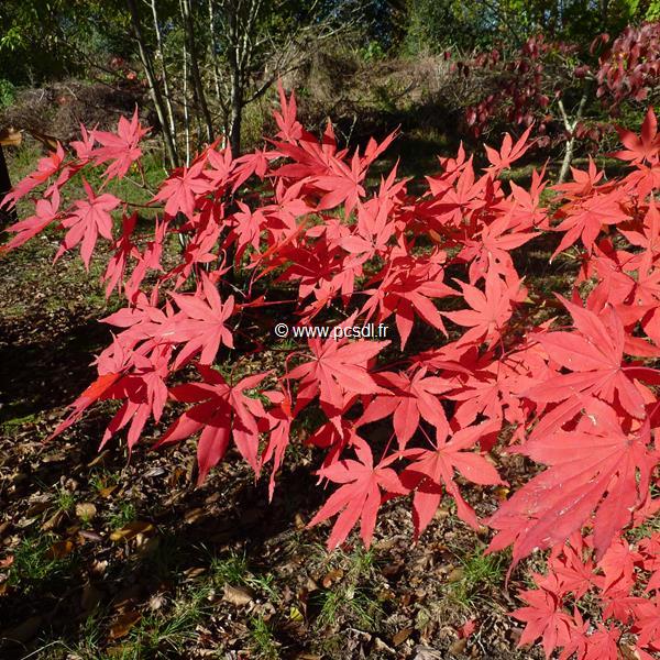 Acer palmatum (1)