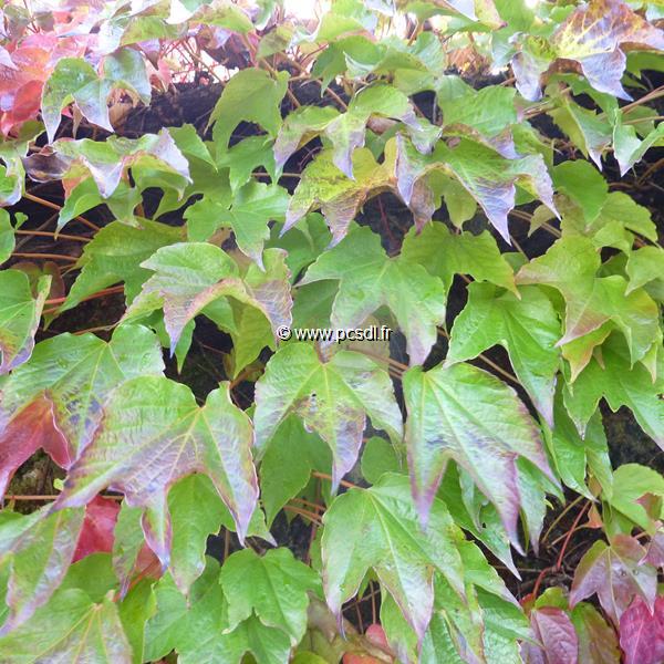 Parthenocissus tricuspidata Robusta (3)