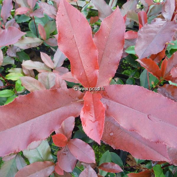 Photinia fraseri Red Select (1)