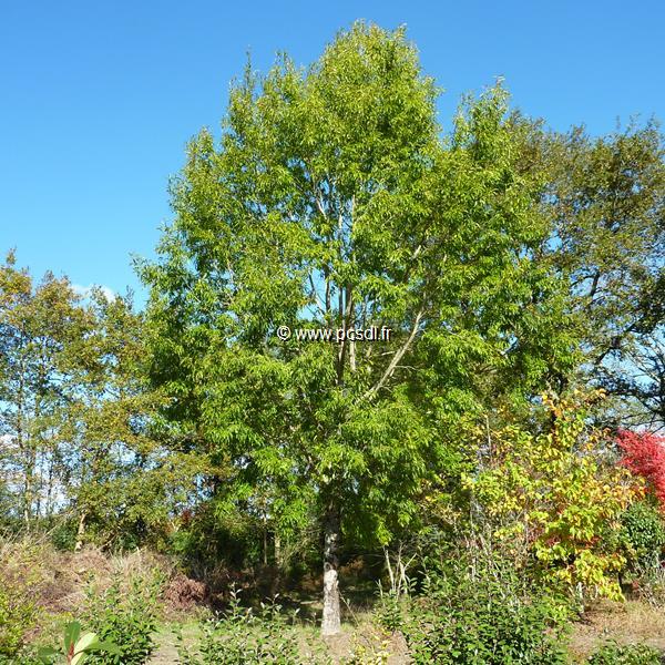 Quercus acutissima (3)