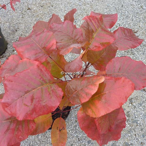 Cotinus Old Fashionned (2)