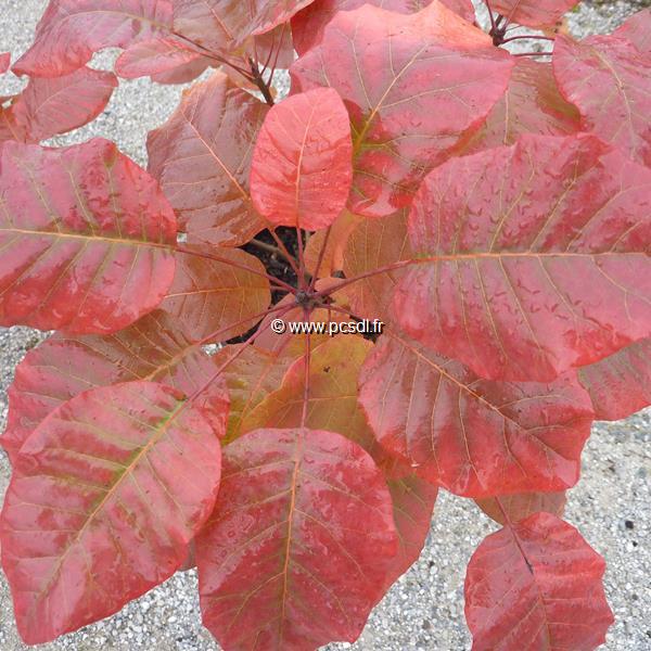 Cotinus Old Fashionned (1)