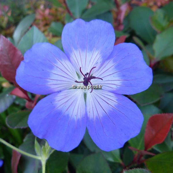 Geranium Rozanne (3)