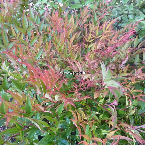 Nandina domestica Moon Bay