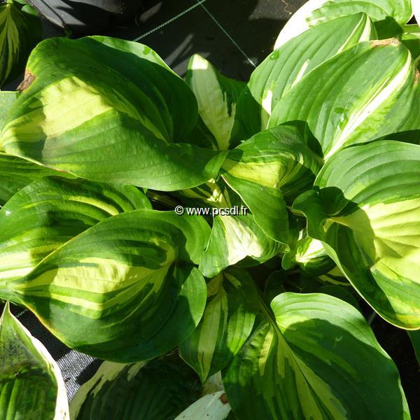 Hosta Centre of Attention