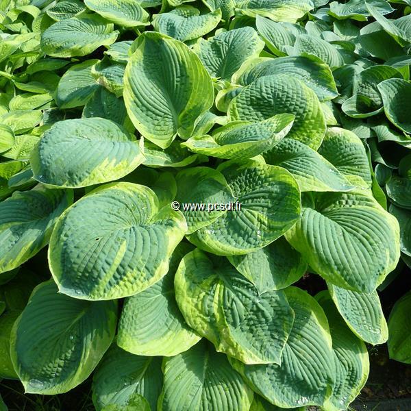 Hosta Frances Williams (2)