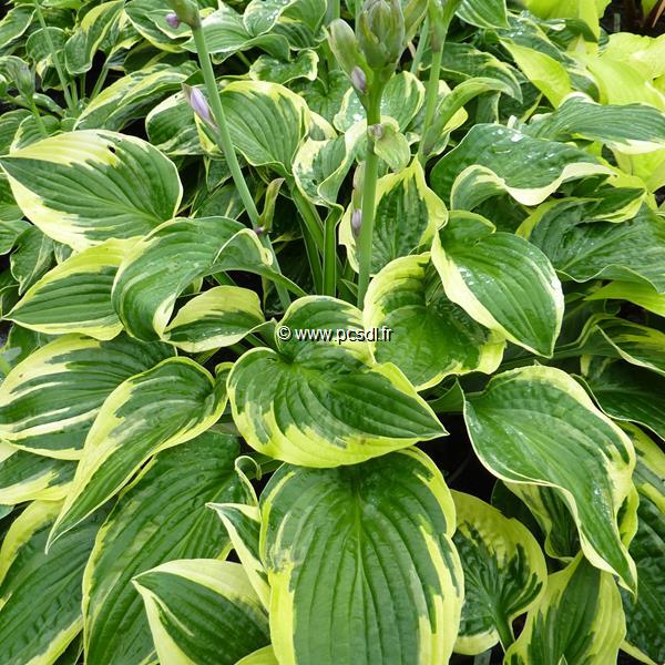 Hosta Wide brim (1)