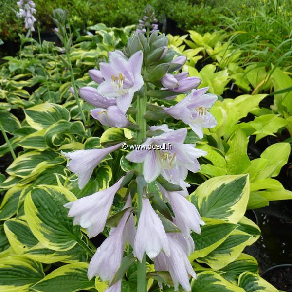 Hosta Wide brim (2)