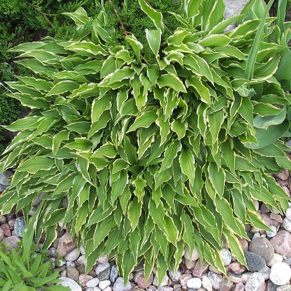 Hosta Stilletto