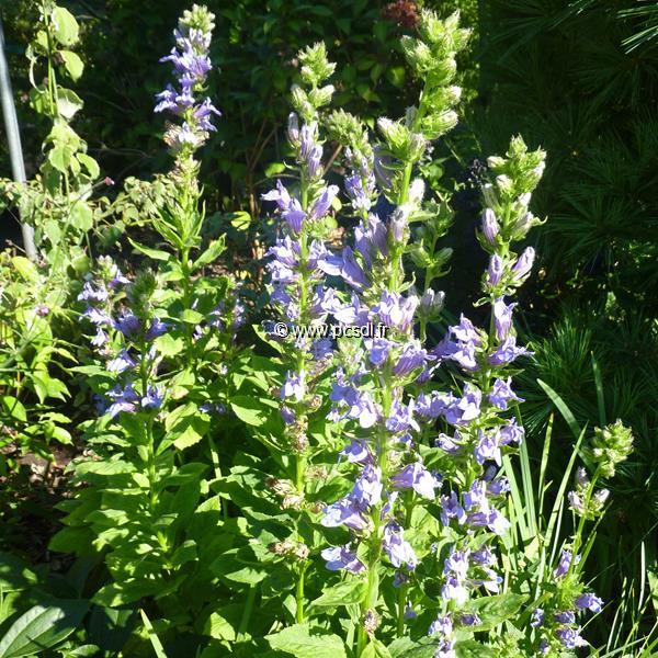 Lobelia siphilitica