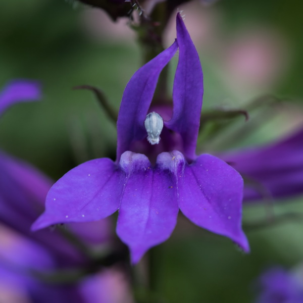 Lobelia vedrariensis -None-9 cm Purple Lobelia 