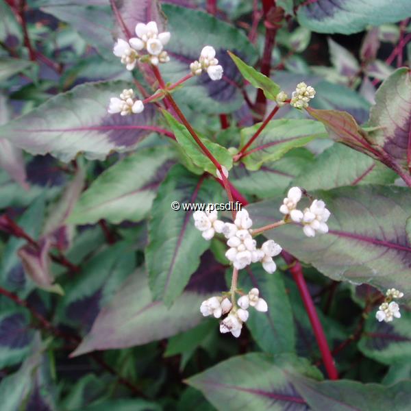 Persicaria Red Dragon (5)