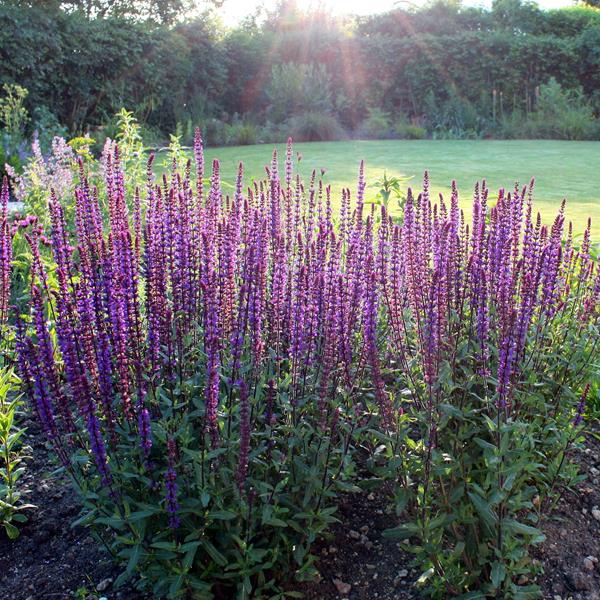 Salvia nemorosa Caradonna (3)