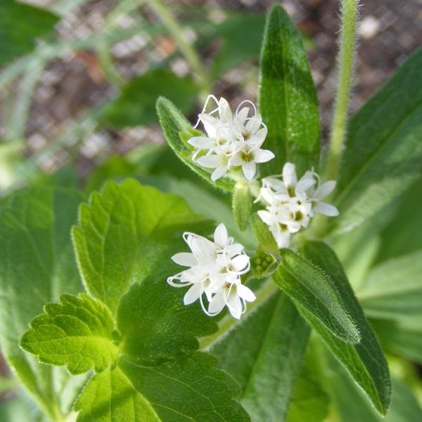 Stevia rebaudiana (1)