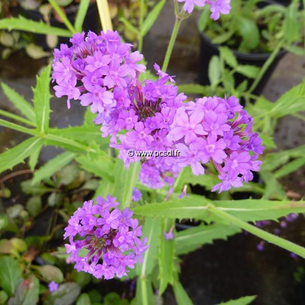 Verbena rigida