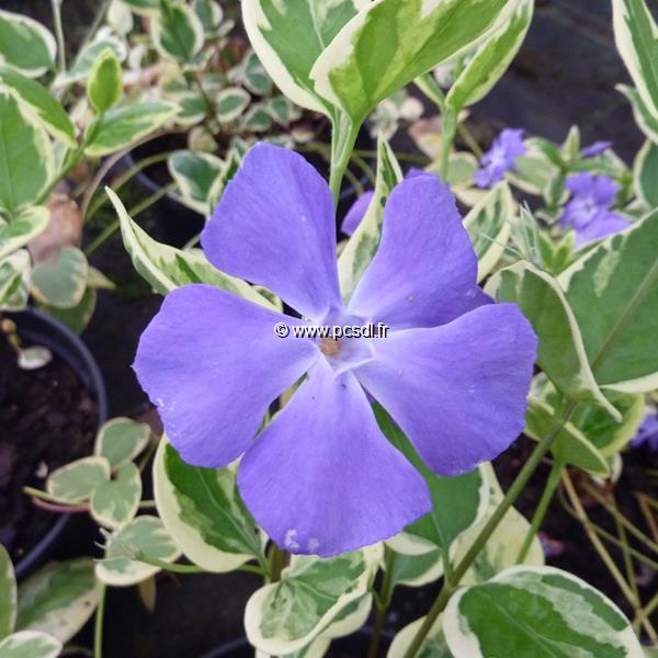 Vinca major Variegata