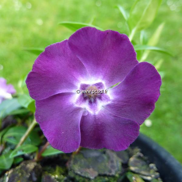 Vinca minor Atropurpurea (2)