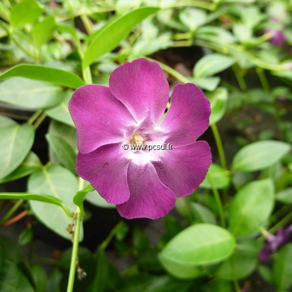 Vinca minor Atropurpurea