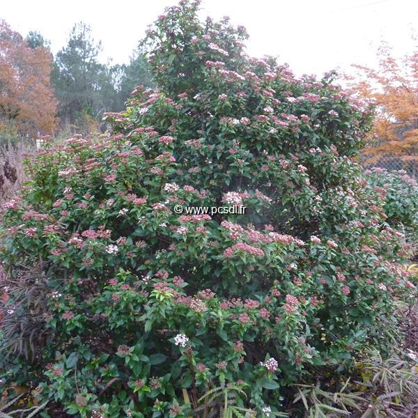 Viburnum tinus Spirit