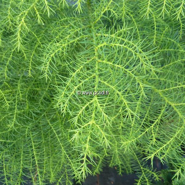 Cryptomeria japonica Elegans Viridis (2)