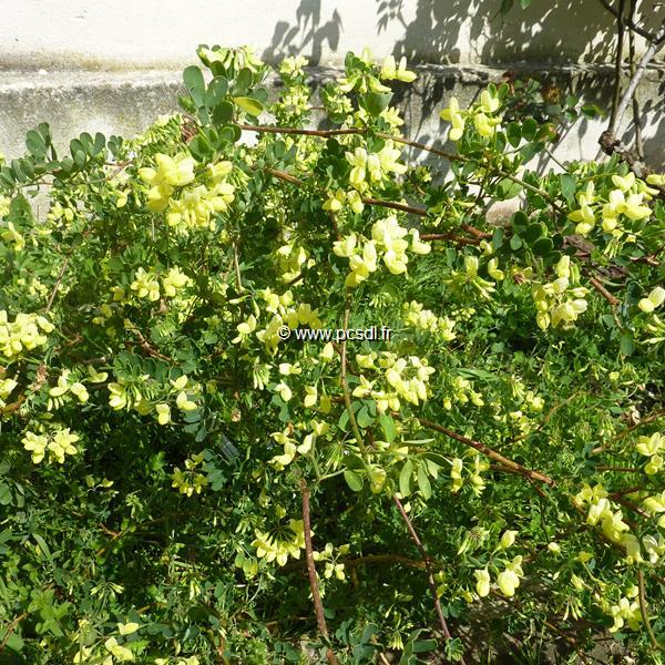 Coronilla valentina glauca Citrina (2)