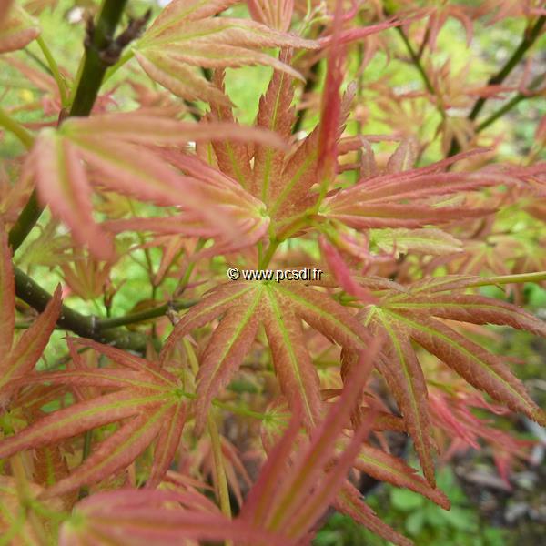 Acer palmatum Wilson Pink Dwarf (4)