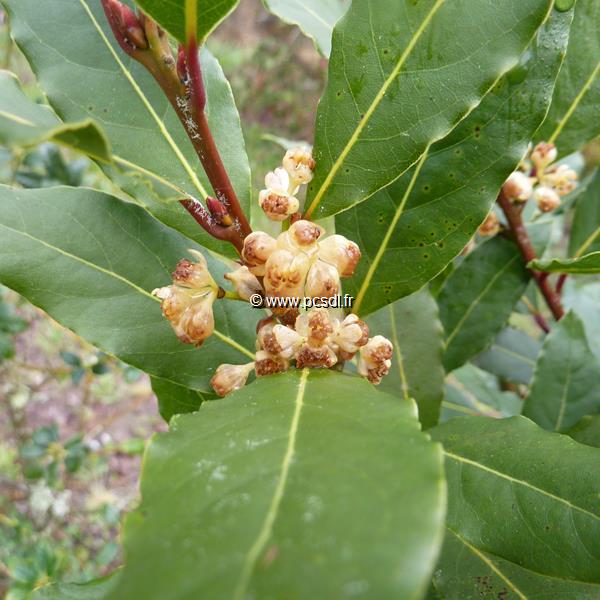 Laurus nobilis