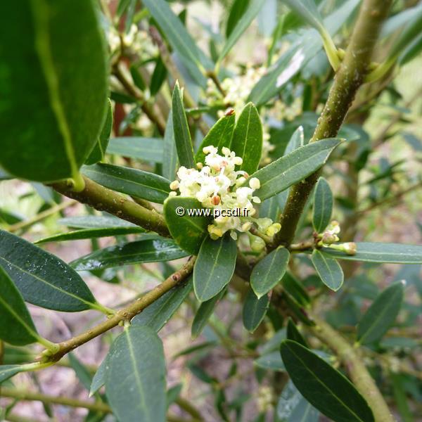 Phillyrea angustifolia Rosmarinifolia (2)