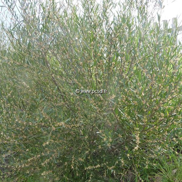 Phillyrea angustifolia Rosmarinifolia