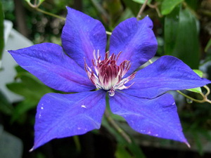 clematis the president 2