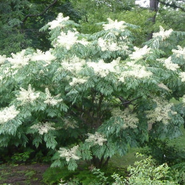 Aralia elata (3)