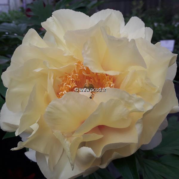 Paeonia itoh Bartzella (2)