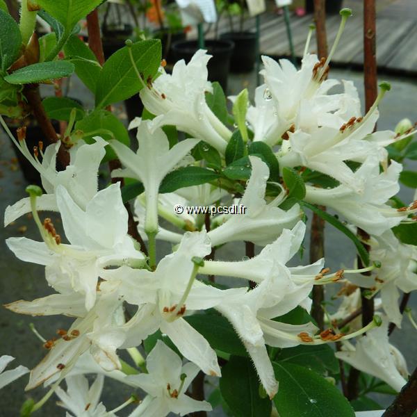 Rhododendron Fragrant Star (azalée caduque) (1)