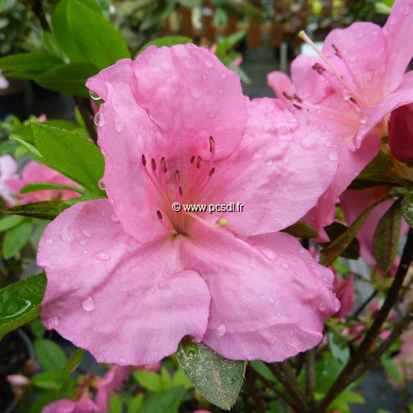 Rhododendron Greenway (azalée persistante) (2)