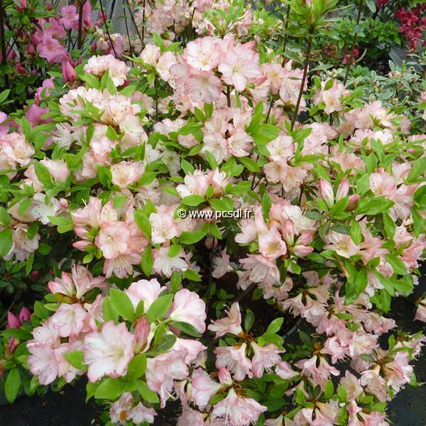 Rhododendron Peggy Ann (azalée persistante) (1)