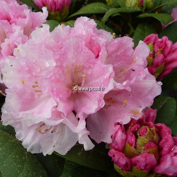 Rhododendron yakushimanum Doc (1)