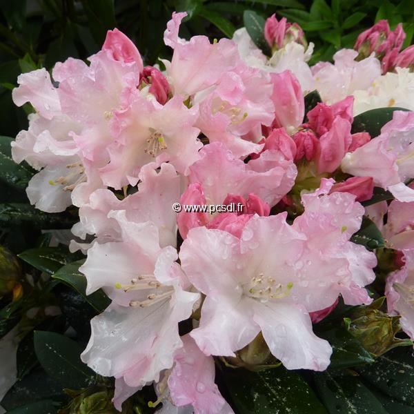 Rhododendron yakushimanum Dreamland (1)