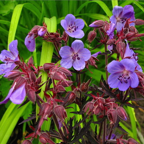 Geranium pratense Purple Haze