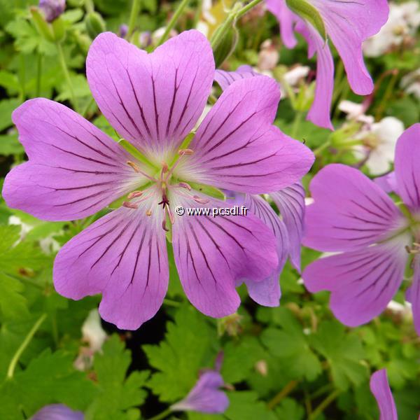 Geranium Sirak