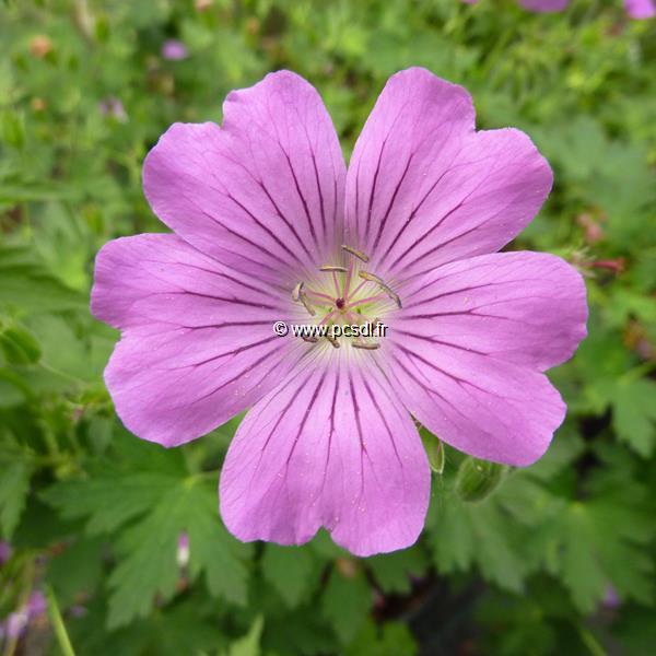 Geranium Sirak (2)