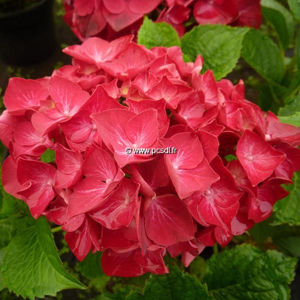 Hydrangea macrophylla Hot Red