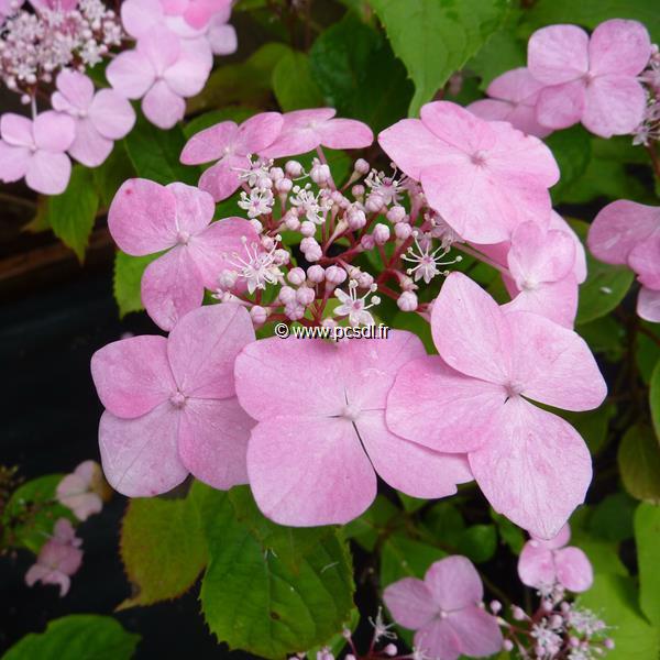 Hydrangea serrata Graciosa