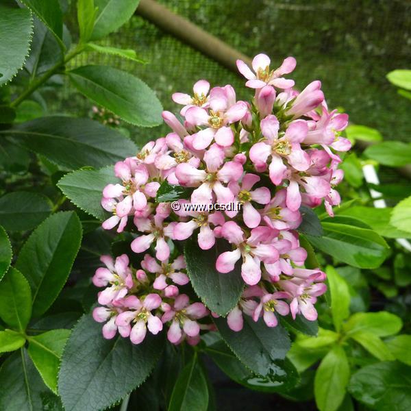 Escallonia laevis Pink Elle (3)