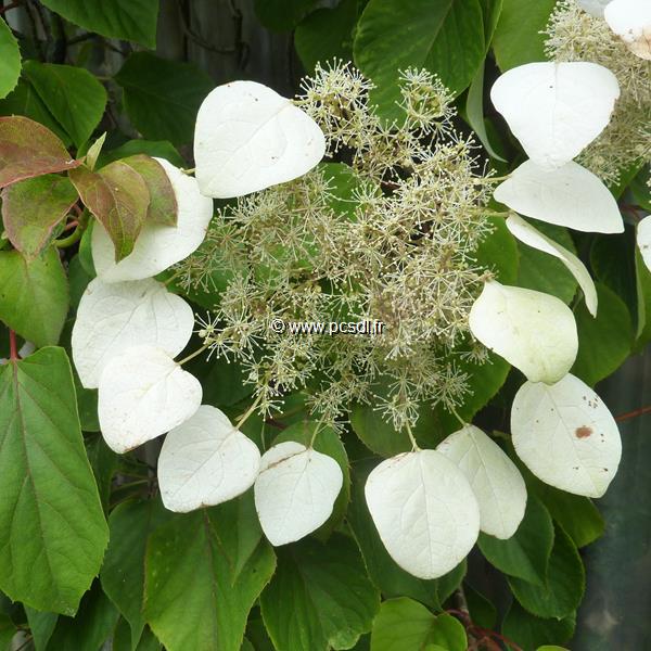 Schizophragma hydrangeoides Moonlight (3)