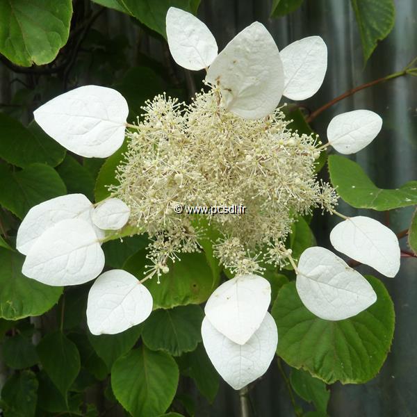 Schizophragma hydrangeoides Moonlight (2)