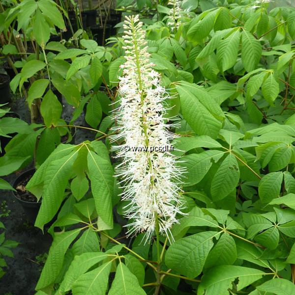 Aesculus parviflora