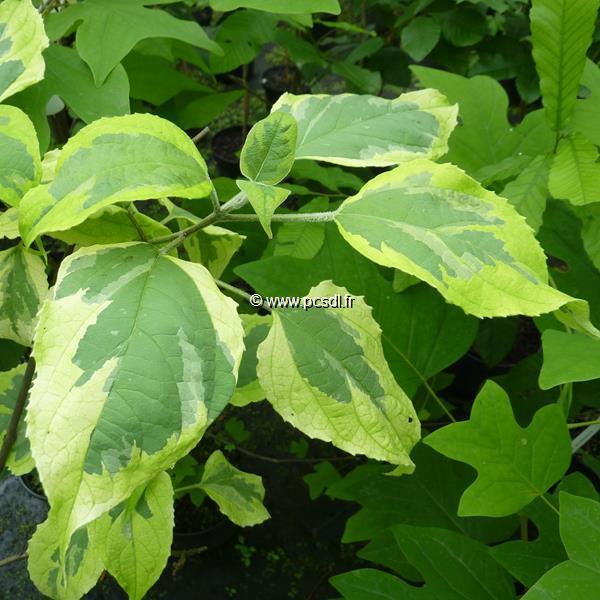 Clerodendrum trichotomum Carnival