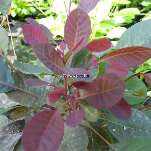 Cotinus coggygria Lilla (1)