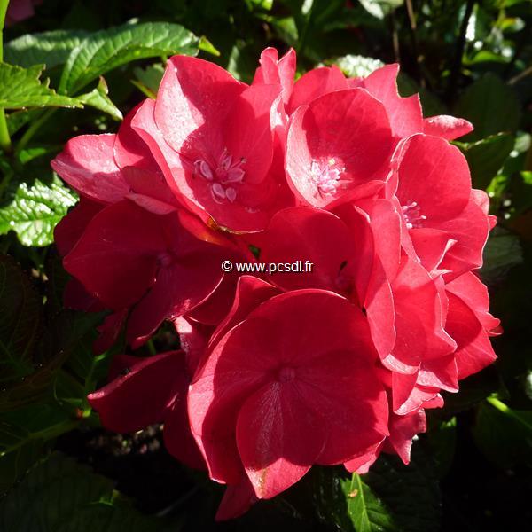 Hydrangea macrophylla Baroque Angel (1)